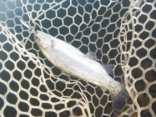 「北方ます釣り場」　平日で空いてましたが　　その１