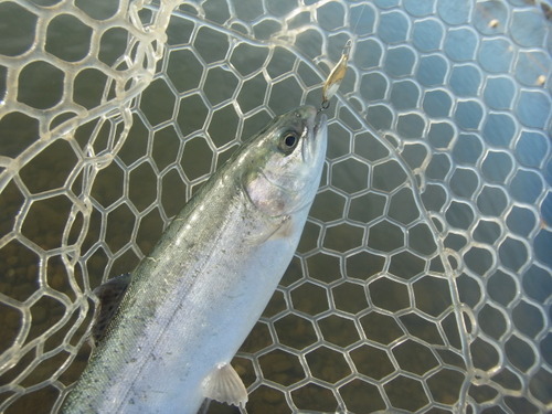 「北方ます釣り場」  平日で空いていましたが   その２