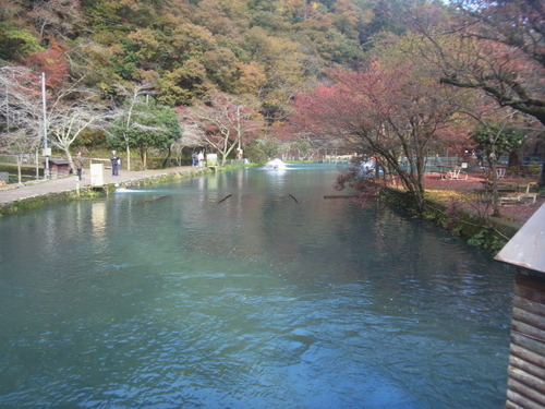 「醒ヶ井養鱒場」　 紅葉ます祭り 　 その２