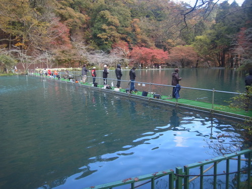 「醒ヶ井養鱒場」　紅葉ます祭り　プロローグ