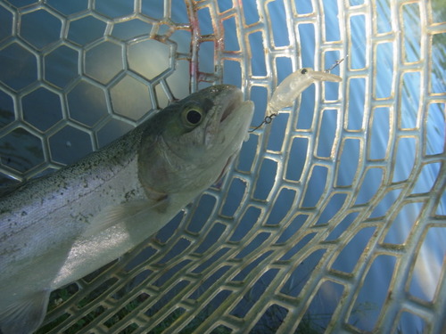 「白馬八方ニレ池」　夏休み釣行　その２