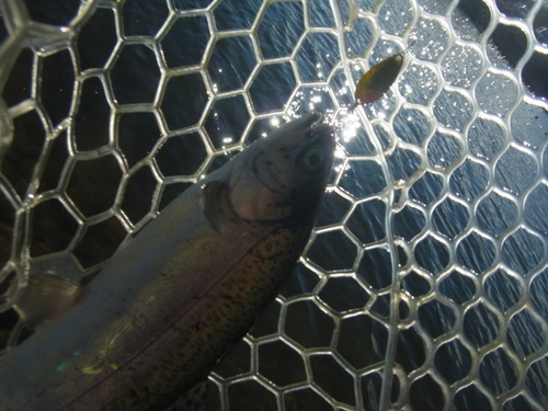 「北方ます釣り場」  玉砕の１日？   その３