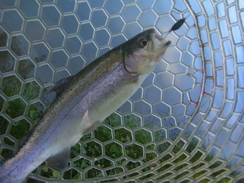 「白馬八方ニレ池」　夏休み釣行　その２
