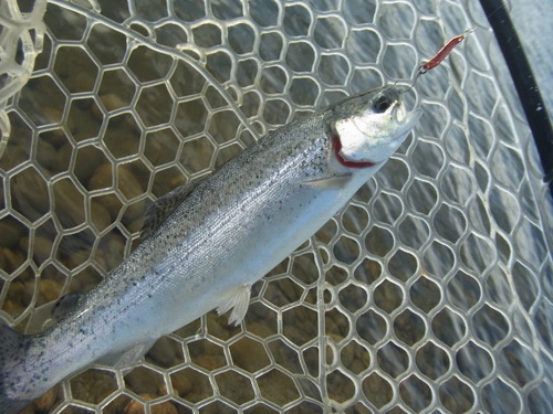 「北方ます釣り場」 怒りのリベンジ戦（笑）  その１