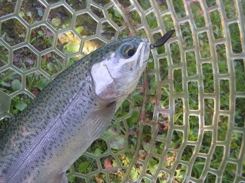 「白馬八方ニレ池」　夏休み釣行　その２