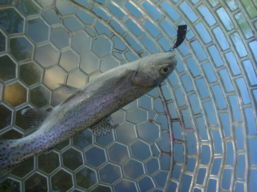 「白馬八方ニレ池」　夏休み釣行　その２