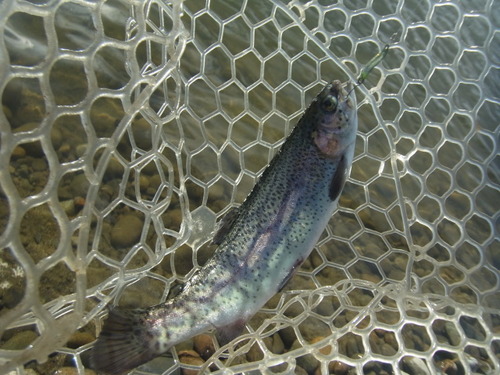 「北方ます釣り場」 怒りのリベンジ戦（笑）  その１