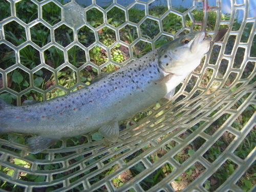 「白馬八方ニレ池」　夏休み釣行　その２