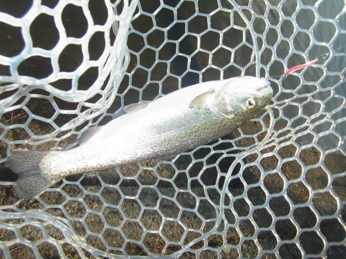 「北方ます釣り場」11月2日オープン！