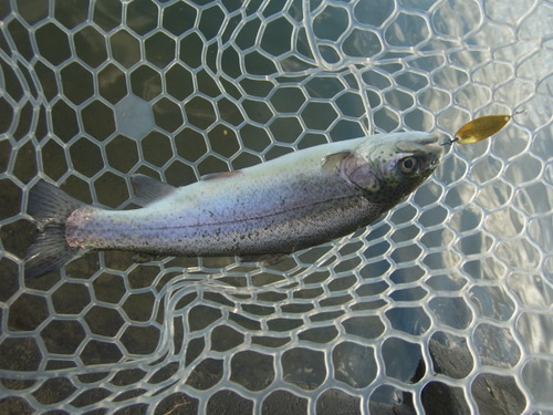 「北方ます釣り場」11月2日オープン！