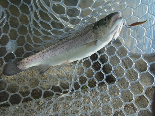 「北方ます釣り場」１１月２日オープン  その２