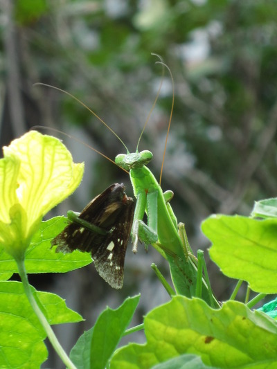 チョウセンカマキリの交尾