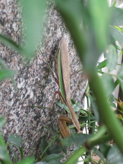 チョウセンカマキリの交尾