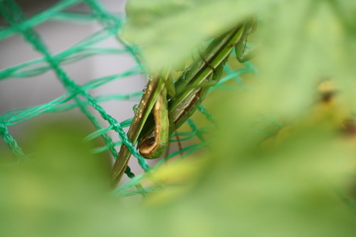 チョウセンカマキリの交尾