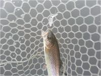魚種格闘技？ in しまごん！＆エビ動画
