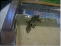 玄関に珍客が・・・