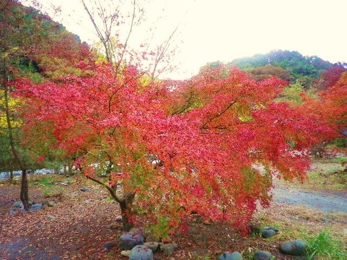 新戸紅葉キャンプ
