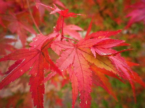 新戸紅葉キャンプ