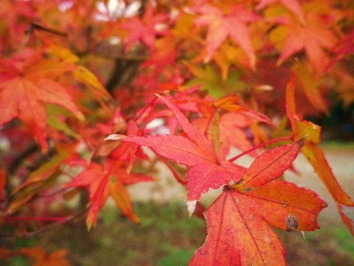 新戸紅葉キャンプ