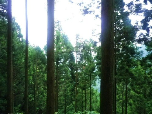 川苔山・・・再び③