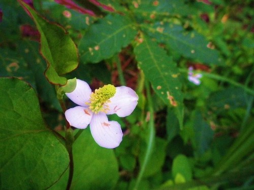 川苔山・・・再び③
