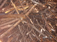 キャンピカ富士吉田2006.11.17