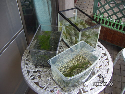 いよいよ明日は嫁ぎます・・・・