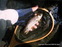 やっと夏らしくなってきた 2009/08/15 21:57:36