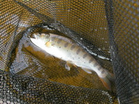 山田川　別ポイント 2008/07/21 18:56:09