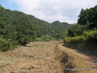 山田川の水生昆虫 2008/10/18 21:20:34
