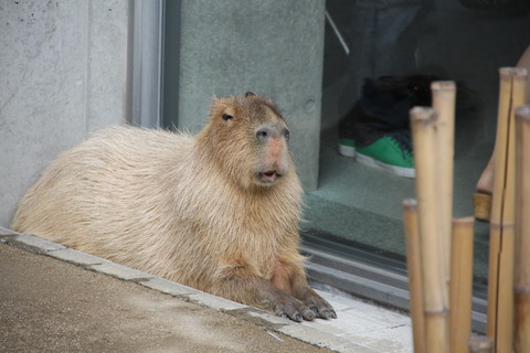 のんびり日曜日