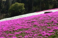 きれい～♪　芝桜