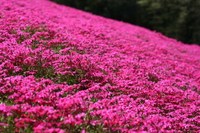 きれい～♪　芝桜