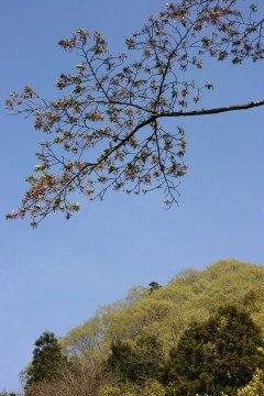きれい～♪　芝桜