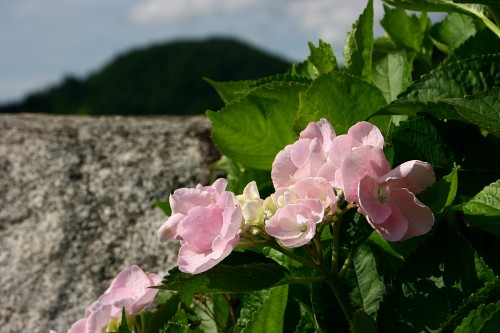 たどり着いた地は蒜山高原