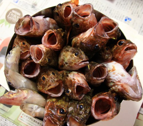 本日の釣果