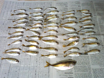 本日の釣果報告！