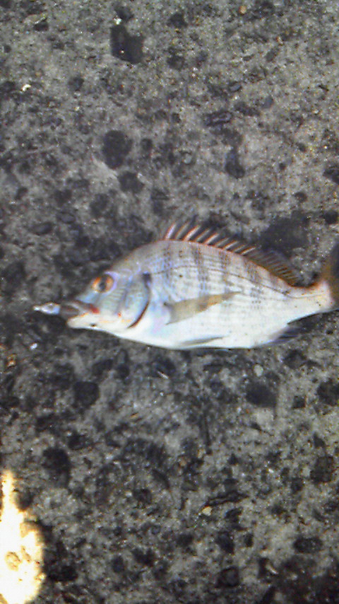 家族釣行