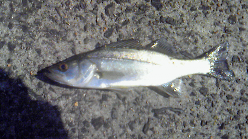 家族釣行