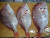 お腹から針が・・・ 2008/07/29 21:34:58