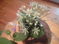 ニラの花 2008/08/13 21:04:18