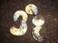 カブトムシの幼虫様5匹
