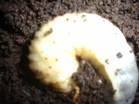 カブトムシの幼虫様がおうちへ