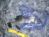 20060624木更津釣行