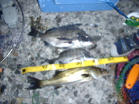 20060624木更津釣行
