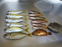 平磯海釣り公園に行きましたが・・・ 2010/08/21 23:39:46