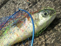 和歌山北港海釣り公園でサバ！ 2010/06/28 20:32:48