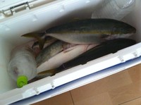 9/2　鹿ノ瀬で青物狙い 2012/09/04 03:34:06