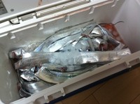 10/20　須磨沖にてタチウオ釣り