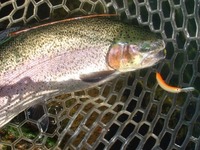 すそのFP釣行